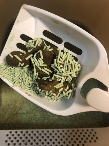 猫咪吃罐头软便_猫咪吃罐头软便为什么-第4张图片-后鲨宠物 猫咪吃罐头软便_猫咪吃罐头软便为什么-第4张图片-后鲨宠物