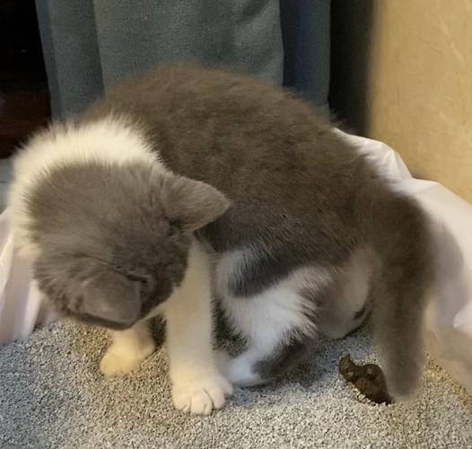 猫咪吃罐头软便_猫咪吃罐头软便为什么-第6张图片-后鲨宠物 猫咪吃罐头软便_猫咪吃罐头软便为什么-第6张图片-后鲨宠物