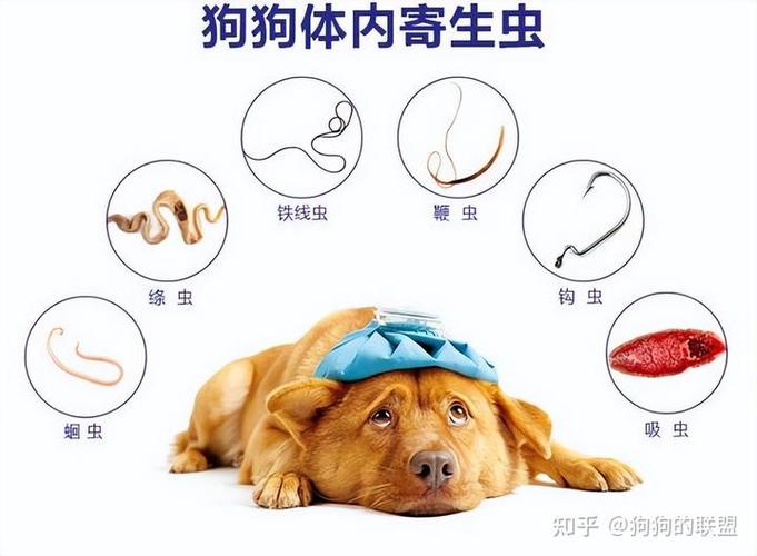养狗狗怎么预防弓形虫,养狗狗怎么预防弓形虫病毒-第3张图片-后鲨宠物 养狗狗怎么预防弓形虫,养狗狗怎么预防弓形虫病毒-第3张图片-后鲨宠物