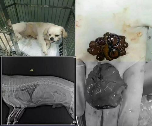 狗狗乱吃了异物怎么办,狗狗乱吃异物怎么治疗?-第5张图片-后鲨宠物 狗狗乱吃了异物怎么办,狗狗乱吃异物怎么治疗?-第5张图片-后鲨宠物