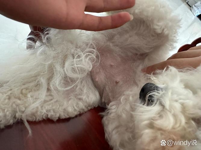  狗狗怀孕可以吹空调吗，狗狗怀孕可以吹空调吗冬天