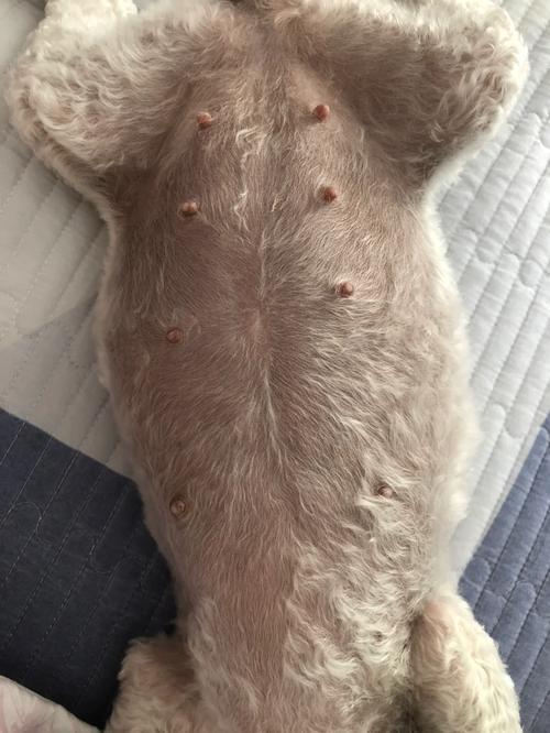 狗狗怀孕可以吹空调吗,狗狗怀孕可以吹空调吗冬天-第3张图片-后鲨宠物 狗狗怀孕可以吹空调吗,狗狗怀孕可以吹空调吗冬天-第3张图片-后鲨宠物