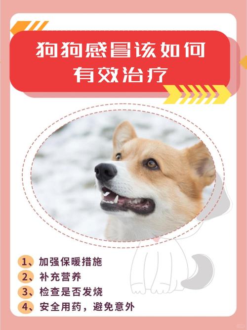 狗狗怀孕可以吹空调吗,狗狗怀孕可以吹空调吗冬天-第5张图片-后鲨宠物 狗狗怀孕可以吹空调吗,狗狗怀孕可以吹空调吗冬天-第5张图片-后鲨宠物