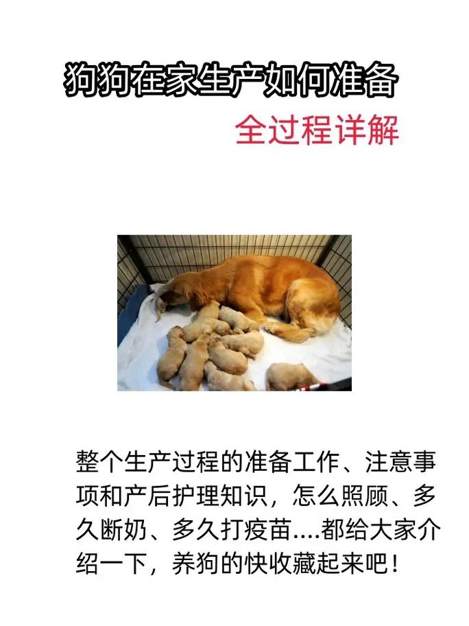 狗狗怀孕可以吹空调吗,狗狗怀孕可以吹空调吗冬天-第6张图片-后鲨宠物 狗狗怀孕可以吹空调吗,狗狗怀孕可以吹空调吗冬天-第6张图片-后鲨宠物