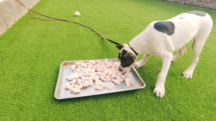 狗狗吃鸡头好吗,狗吃鸡头的坏处?-第5张图片-后鲨宠物 狗狗吃鸡头好吗,狗吃鸡头的坏处?-第5张图片-后鲨宠物