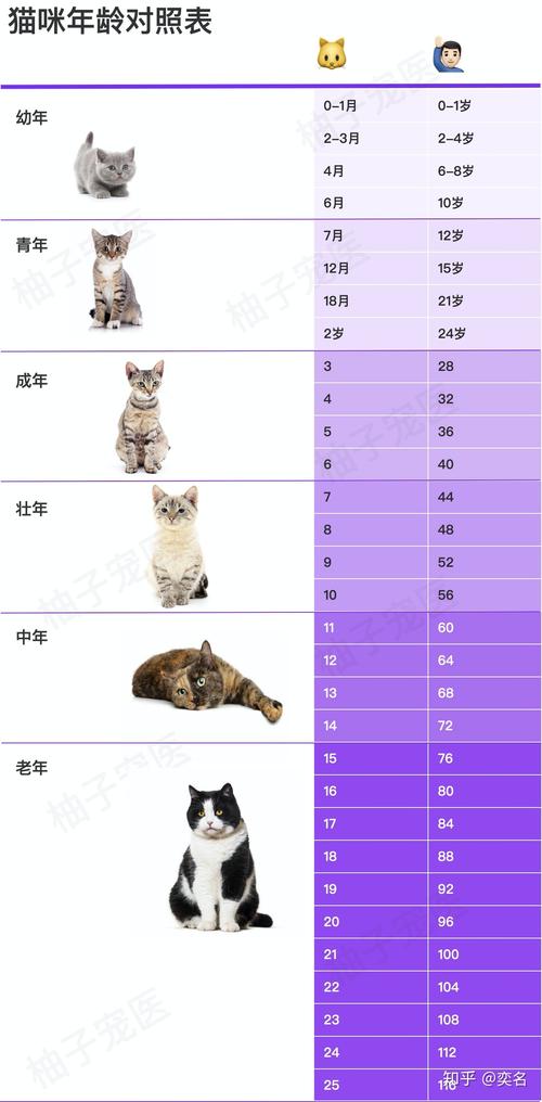 猫咪怎么看年龄，猫咪怎么看年龄暹罗猫？