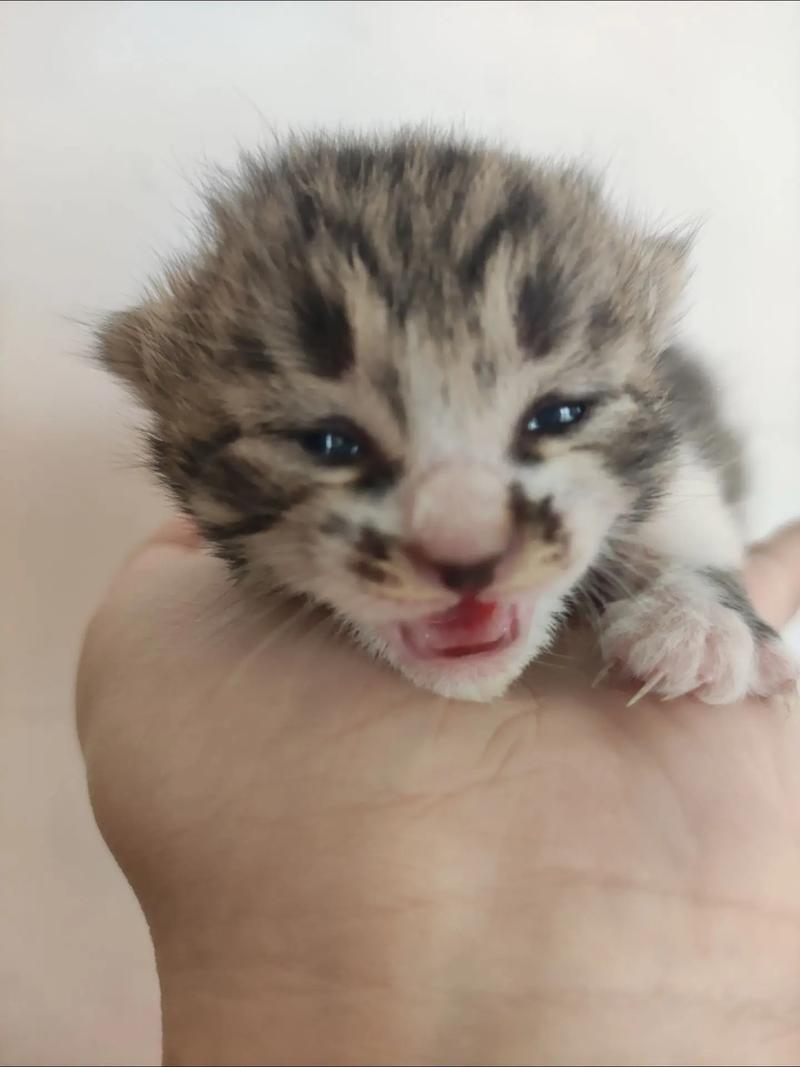 小猫咪几天睁眼睛,小猫咪几天睁眼睛??-第6张图片-后鲨宠物 小猫咪几天睁眼睛,小猫咪几天睁眼睛??-第6张图片-后鲨宠物