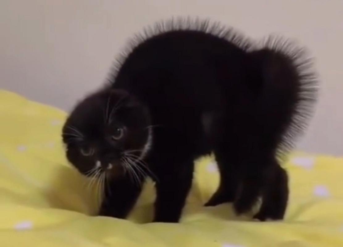 猫咪炸毛是什么意思_猫猫炸毛-第2张图片-后鲨宠物 猫咪炸毛是什么意思_猫猫炸毛-第2张图片-后鲨宠物