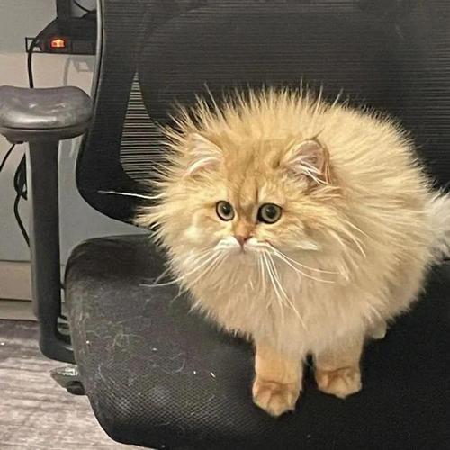 猫咪炸毛是什么意思_猫猫炸毛-第4张图片-后鲨宠物 猫咪炸毛是什么意思_猫猫炸毛-第4张图片-后鲨宠物