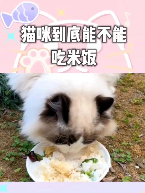 猫咪能吃青菜吗,猫咪可不可以吃青菜-第5张图片-后鲨宠物 猫咪能吃青菜吗,猫咪可不可以吃青菜-第5张图片-后鲨宠物