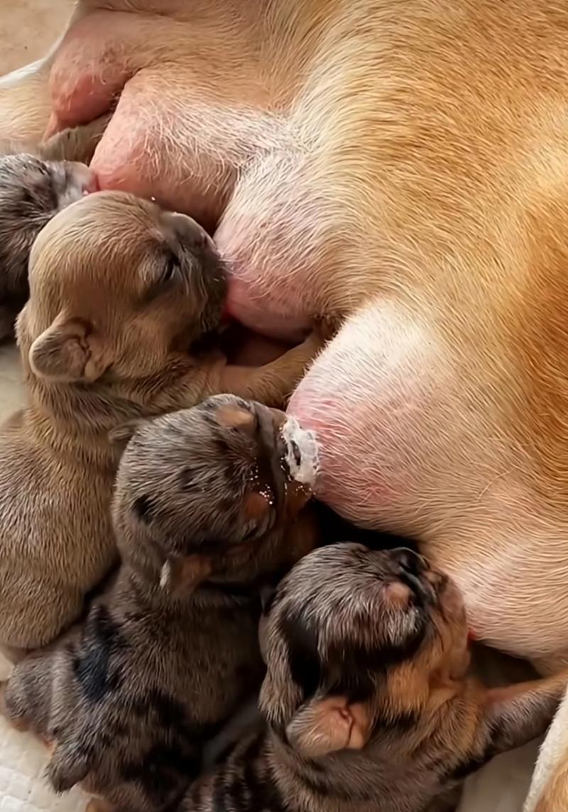 狗狗喝牛奶好吗_狗狗喝牛奶好吗?-第3张图片-后鲨宠物 狗狗喝牛奶好吗_狗狗喝牛奶好吗?-第3张图片-后鲨宠物