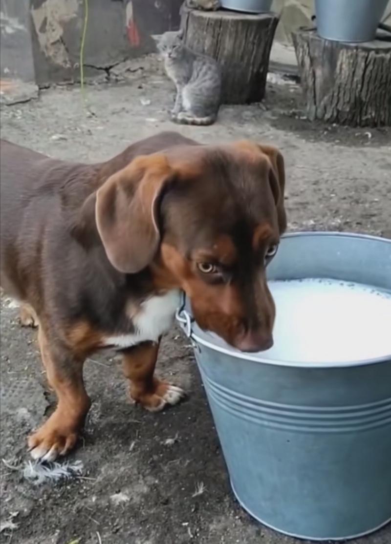 狗狗喝牛奶好吗_狗狗喝牛奶好吗?-第5张图片-后鲨宠物 狗狗喝牛奶好吗_狗狗喝牛奶好吗?-第5张图片-后鲨宠物