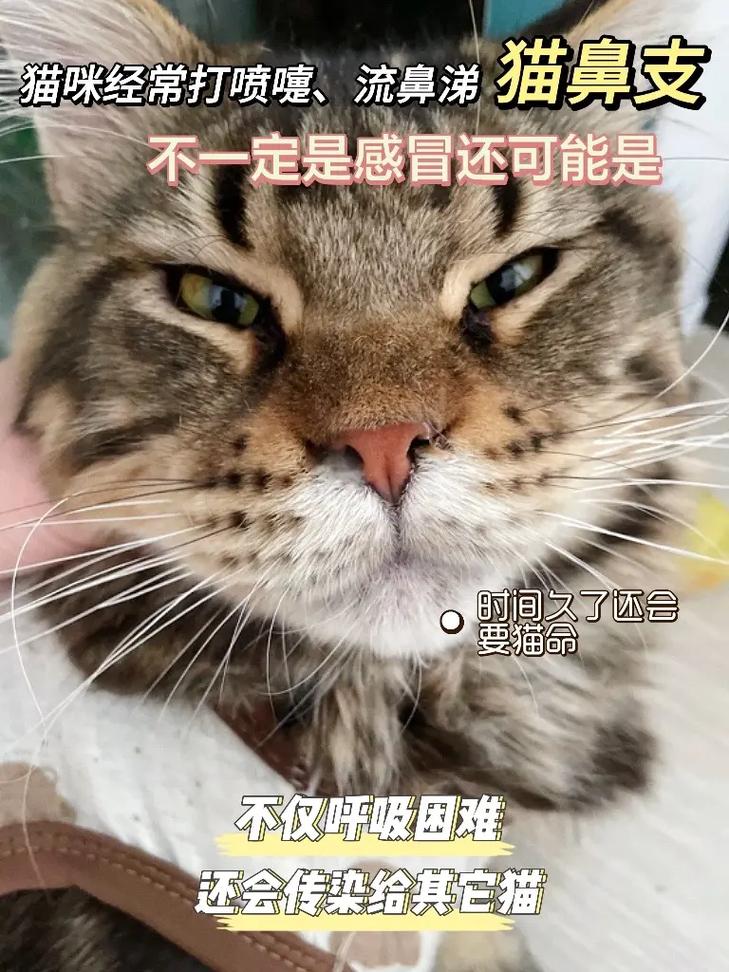 猫咪流黄鼻涕怎么回事,猫流黄鼻涕是怎么回事?-第6张图片-后鲨宠物 猫咪流黄鼻涕怎么回事,猫流黄鼻涕是怎么回事?-第6张图片-后鲨宠物