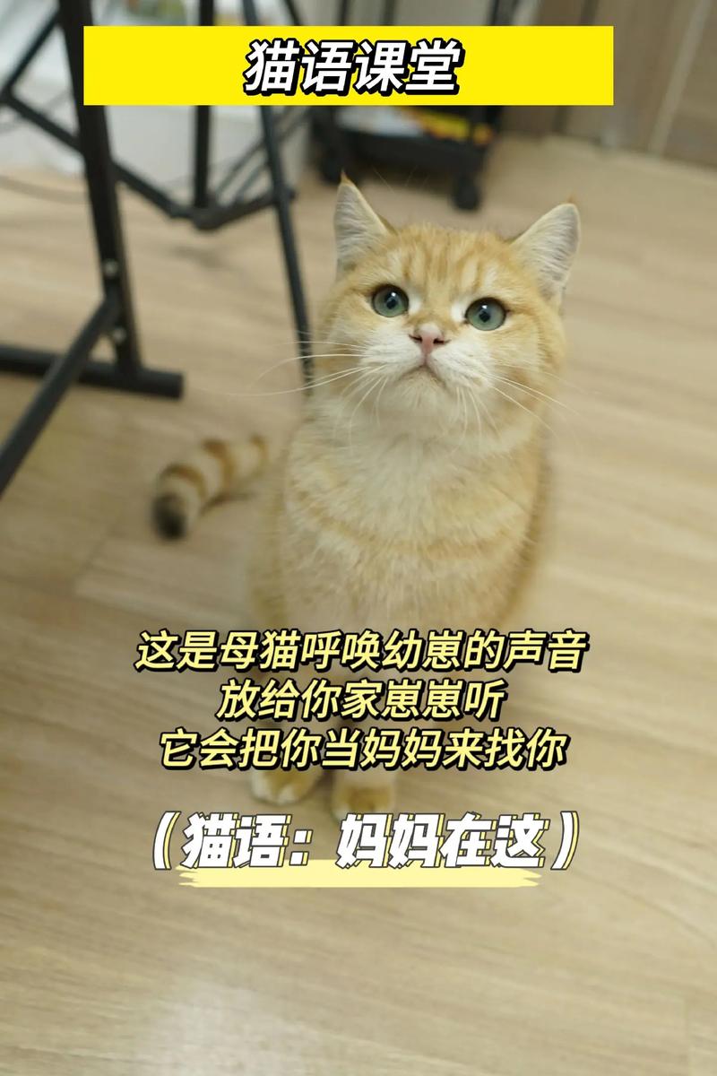 猫咪叫声沙哑怎么回事_猫咪叫声沙哑是怎么了-第2张图片-后鲨宠物 猫咪叫声沙哑怎么回事_猫咪叫声沙哑是怎么了-第2张图片-后鲨宠物