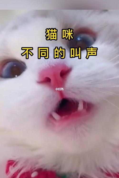 猫咪叫声沙哑怎么回事_猫咪叫声沙哑是怎么了-第4张图片-后鲨宠物 猫咪叫声沙哑怎么回事_猫咪叫声沙哑是怎么了-第4张图片-后鲨宠物