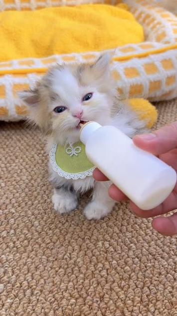 猫咪能喝牛奶吗_猫咪能喝牛奶吗能吃酸奶吗