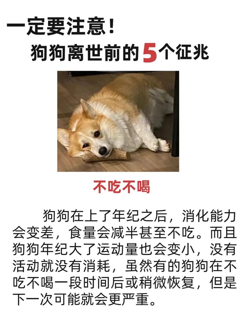 狗狗不愿意吃饭怎么办,狗不肯吃饭怎么回事?-第2张图片-后鲨宠物 狗狗不愿意吃饭怎么办,狗不肯吃饭怎么回事?-第2张图片-后鲨宠物