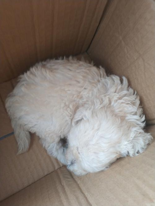 小狗狗可以喝奶粉吗,小狗可以喝牛奶粉么-第3张图片-后鲨宠物 小狗狗可以喝奶粉吗,小狗可以喝牛奶粉么-第3张图片-后鲨宠物