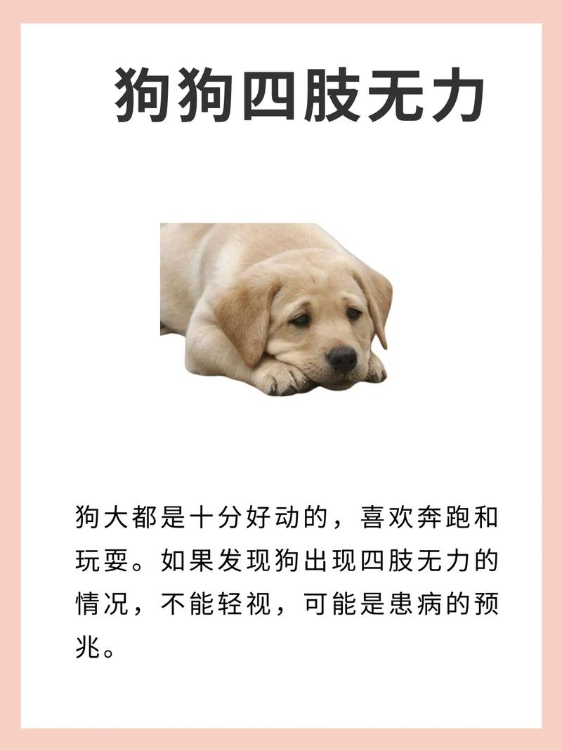 狗狗不想吃东西怎么办_狗狗不想吃食怎么回事-第1张图片-后鲨宠物 狗狗不想吃东西怎么办_狗狗不想吃食怎么回事-第1张图片-后鲨宠物