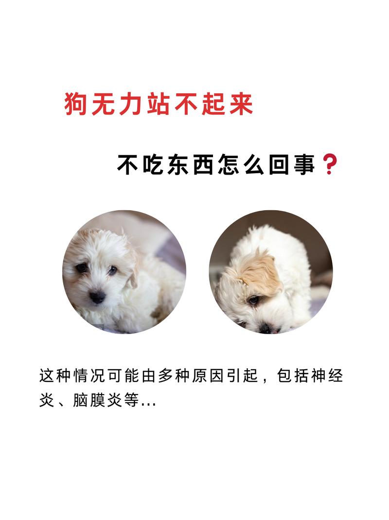 狗狗不想吃东西怎么办_狗狗不想吃食怎么回事-第2张图片-后鲨宠物 狗狗不想吃东西怎么办_狗狗不想吃食怎么回事-第2张图片-后鲨宠物