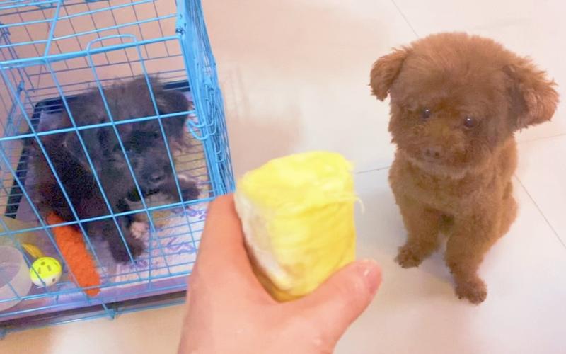 泰迪狗狗可以吃榴莲吗,泰迪小狗能吃榴莲吗?-第4张图片-后鲨宠物 泰迪狗狗可以吃榴莲吗,泰迪小狗能吃榴莲吗?-第4张图片-后鲨宠物