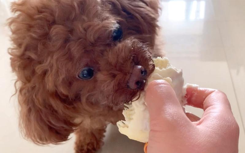 泰迪狗狗可以吃榴莲吗,泰迪小狗能吃榴莲吗?-第5张图片-后鲨宠物 泰迪狗狗可以吃榴莲吗,泰迪小狗能吃榴莲吗?-第5张图片-后鲨宠物