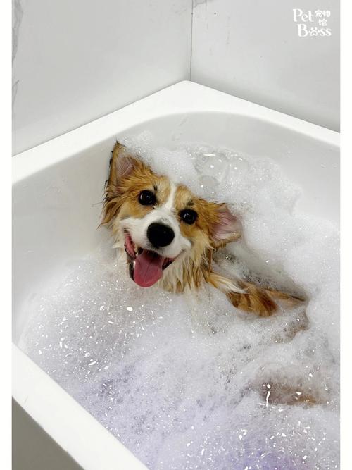 用什么给狗狗洗澡，用什么给狗狗洗澡可以止痒？