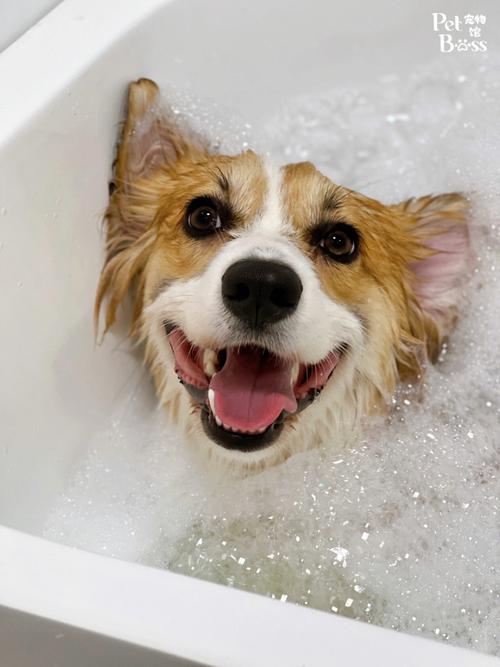 用什么给狗狗洗澡,用什么给狗狗洗澡可以止痒?-第2张图片-后鲨宠物 用什么给狗狗洗澡,用什么给狗狗洗澡可以止痒?-第2张图片-后鲨宠物