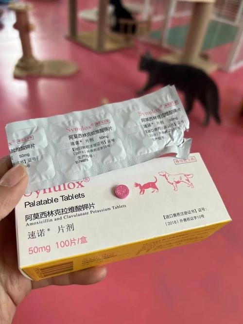 猫咪感冒打什么针,猫咪感冒打什么针好?-第2张图片-后鲨宠物 猫咪感冒打什么针,猫咪感冒打什么针好?-第2张图片-后鲨宠物