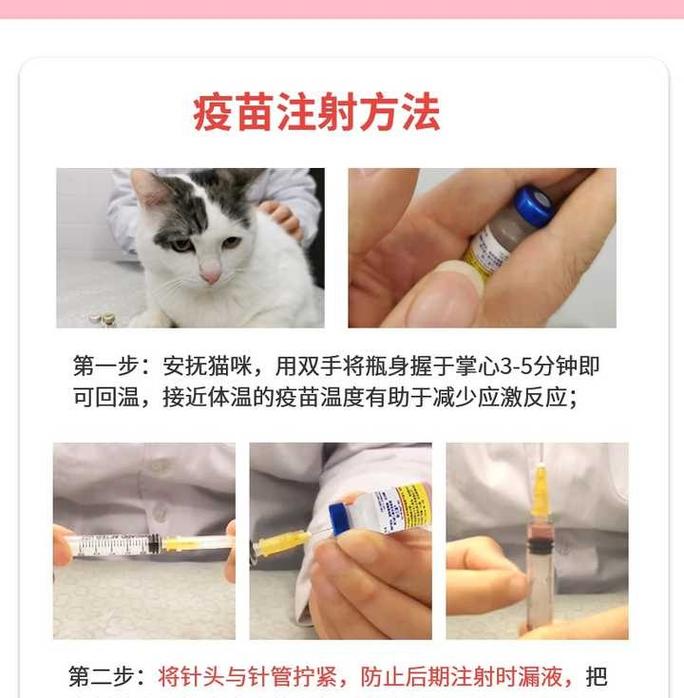 猫咪感冒打什么针,猫咪感冒打什么针好?-第4张图片-后鲨宠物 猫咪感冒打什么针,猫咪感冒打什么针好?-第4张图片-后鲨宠物