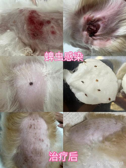 狗狗被蚊子咬怎么办_狗狗被蚊子叮了是什么样-第3张图片-后鲨宠物 狗狗被蚊子咬怎么办_狗狗被蚊子叮了是什么样-第3张图片-后鲨宠物