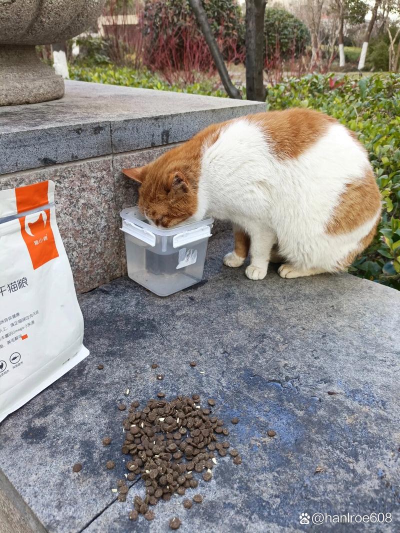 狗狗可以吃猫粮么,狗狗可以吃猫粮吗图-第5张图片-后鲨宠物 狗狗可以吃猫粮么,狗狗可以吃猫粮吗图-第5张图片-后鲨宠物