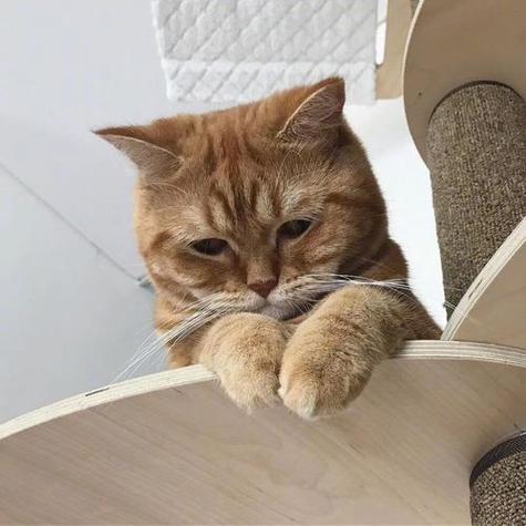 猫咪难过的表现,猫咪难过的表现有哪些?-第2张图片-后鲨宠物 猫咪难过的表现,猫咪难过的表现有哪些?-第2张图片-后鲨宠物