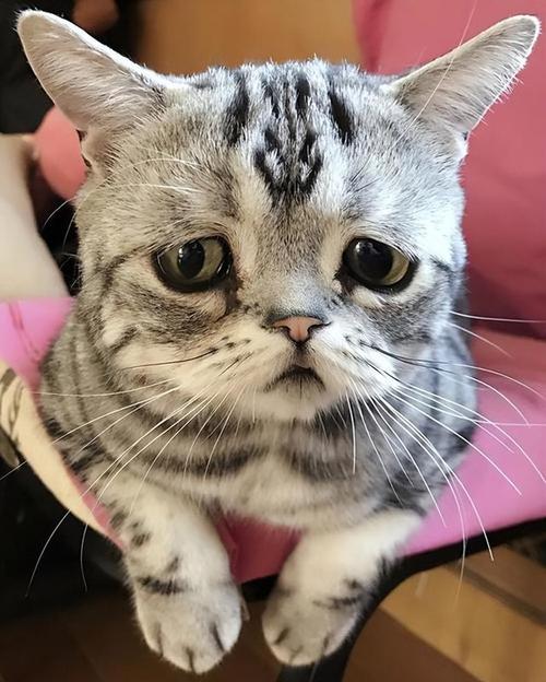 猫咪难过的表现,猫咪难过的表现有哪些?-第3张图片-后鲨宠物 猫咪难过的表现,猫咪难过的表现有哪些?-第3张图片-后鲨宠物