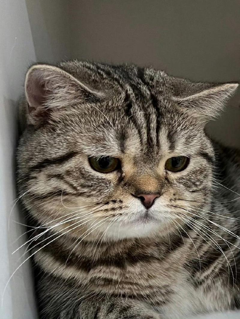 猫咪难过的表现,猫咪难过的表现有哪些?-第4张图片-后鲨宠物 猫咪难过的表现,猫咪难过的表现有哪些?-第4张图片-后鲨宠物