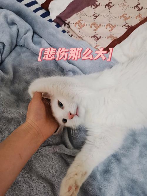 猫咪难过的表现,猫咪难过的表现有哪些?-第6张图片-后鲨宠物 猫咪难过的表现,猫咪难过的表现有哪些?-第6张图片-后鲨宠物