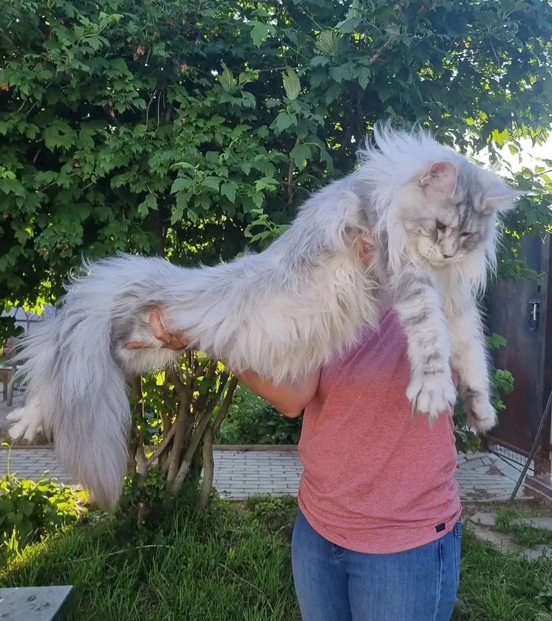  猫咪几个月长大，猫咪几个月长大牙