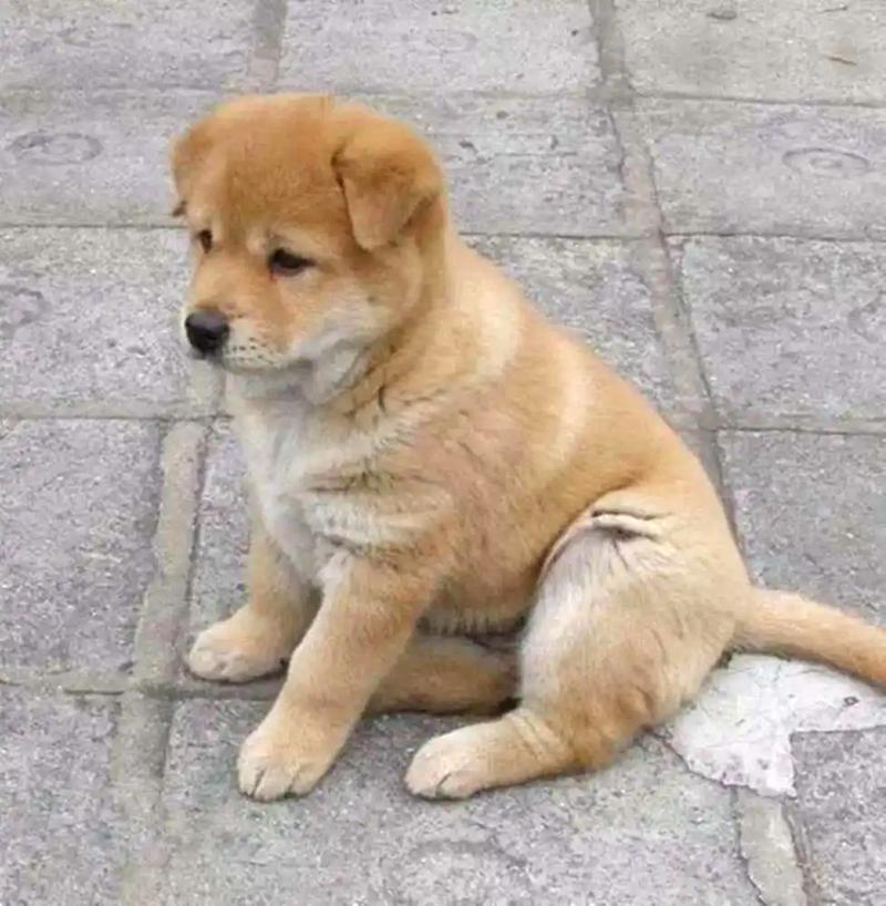 狗狗的毛为什么变黄了,狗狗的毛怎么变黄了?-第1张图片-后鲨宠物 狗狗的毛为什么变黄了,狗狗的毛怎么变黄了?-第1张图片-后鲨宠物