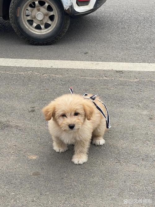 狗狗的毛为什么变黄了,狗狗的毛怎么变黄了?-第2张图片-后鲨宠物 狗狗的毛为什么变黄了,狗狗的毛怎么变黄了?-第2张图片-后鲨宠物