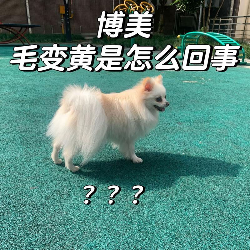 狗狗的毛为什么变黄了,狗狗的毛怎么变黄了?-第4张图片-后鲨宠物 狗狗的毛为什么变黄了,狗狗的毛怎么变黄了?-第4张图片-后鲨宠物