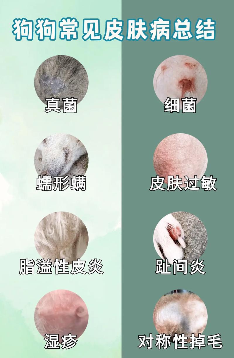 狗狗皮肤病会不会传染人_狗狗皮肤病会不会传染给人类-第2张图片-后鲨宠物 狗狗皮肤病会不会传染人_狗狗皮肤病会不会传染给人类-第2张图片-后鲨宠物