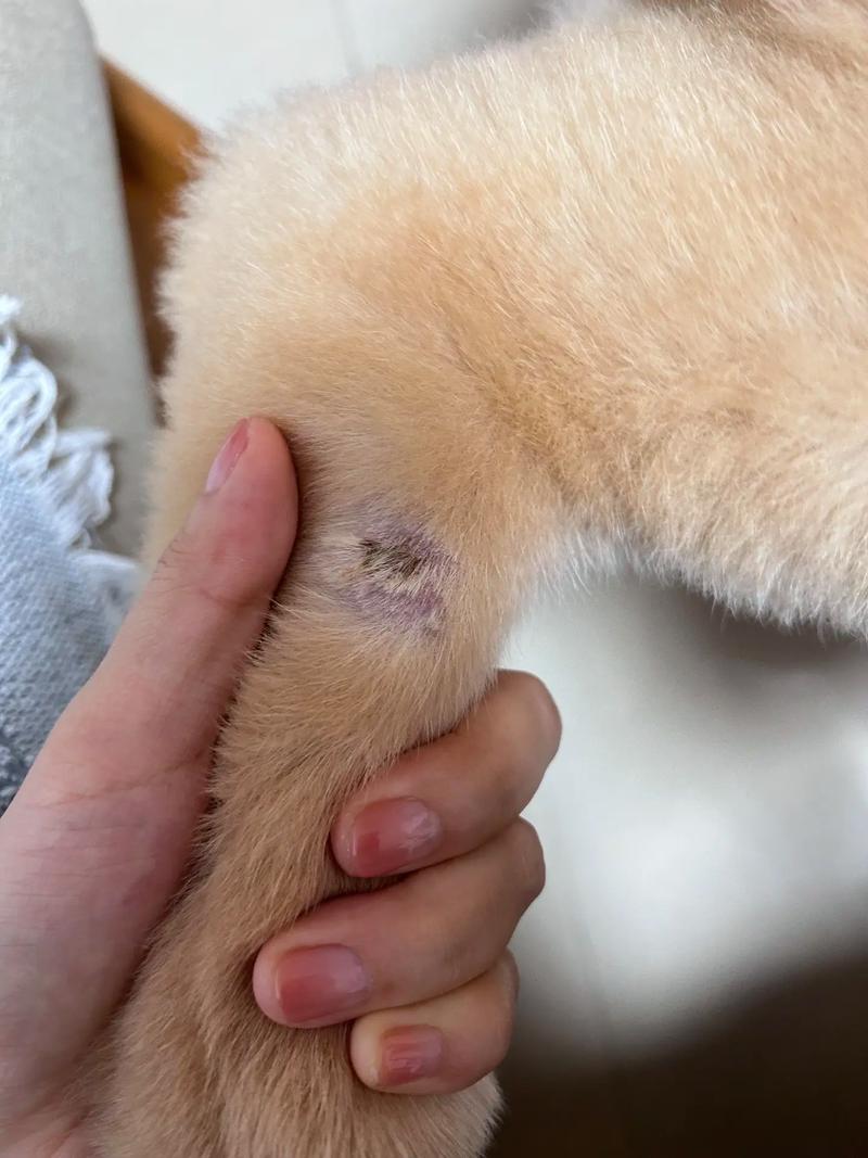 狗狗皮肤病会不会传染人_狗狗皮肤病会不会传染给人类-第3张图片-后鲨宠物 狗狗皮肤病会不会传染人_狗狗皮肤病会不会传染给人类-第3张图片-后鲨宠物