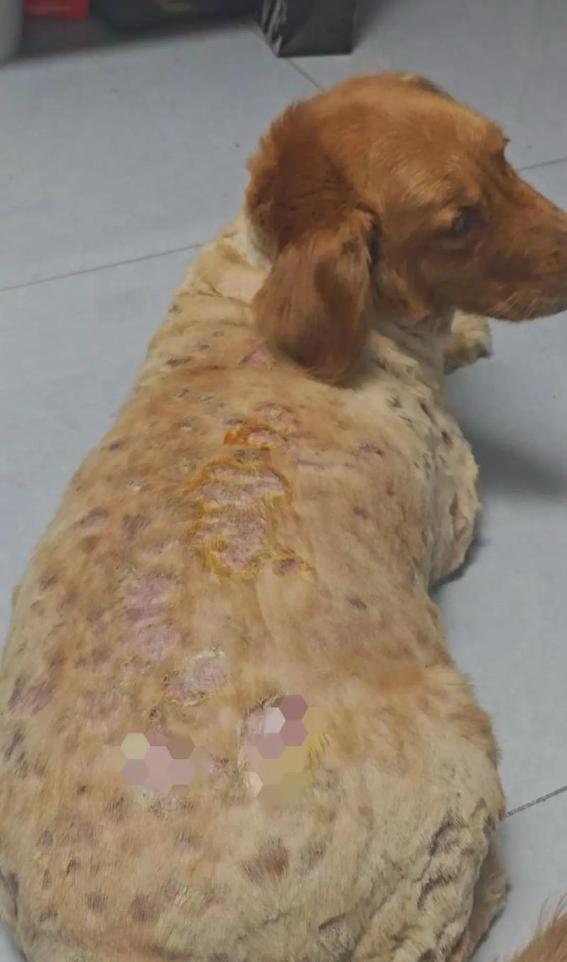 狗狗皮肤病会不会传染人_狗狗皮肤病会不会传染给人类-第6张图片-后鲨宠物 狗狗皮肤病会不会传染人_狗狗皮肤病会不会传染给人类-第6张图片-后鲨宠物