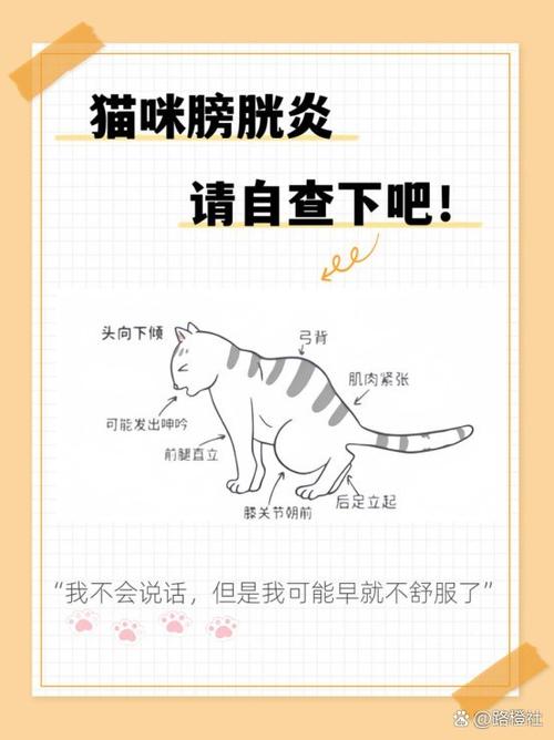 猫咪膀胱炎怎么治疗,猫咪膀胱炎尿血怎么治疗-第5张图片-后鲨宠物 猫咪膀胱炎怎么治疗,猫咪膀胱炎尿血怎么治疗-第5张图片-后鲨宠物
