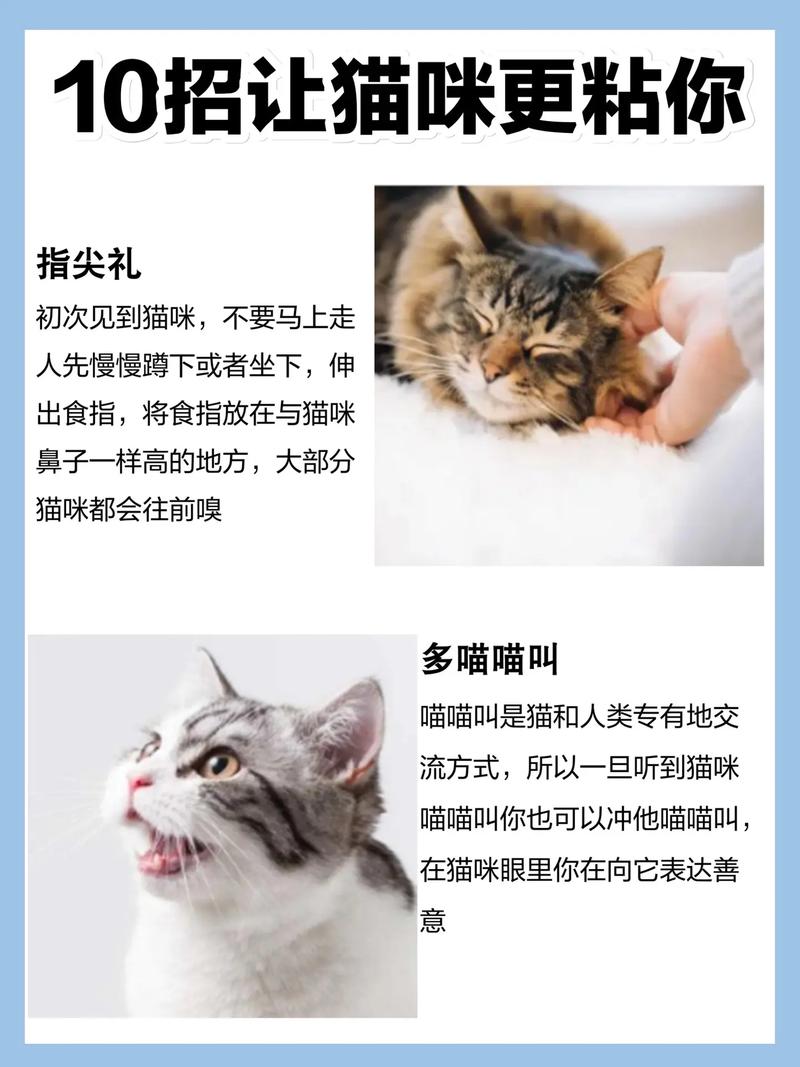 怎么让猫咪粘人,怎么让猫咪粘人起来-第4张图片-后鲨宠物 怎么让猫咪粘人,怎么让猫咪粘人起来-第4张图片-后鲨宠物