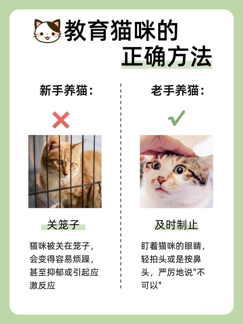 怎么让猫咪粘人,怎么让猫咪粘人起来-第5张图片-后鲨宠物 怎么让猫咪粘人,怎么让猫咪粘人起来-第5张图片-后鲨宠物