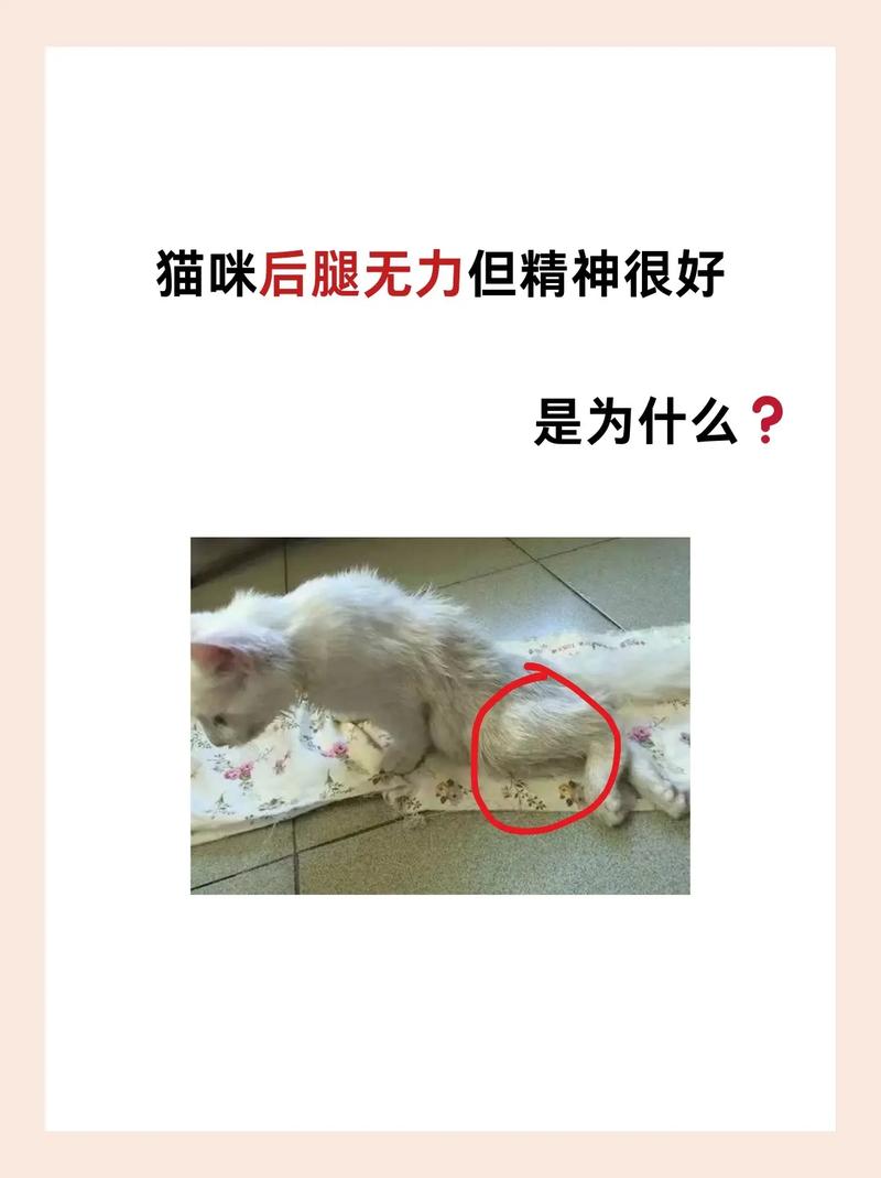 猫咪后腿无力走路不稳，猫咪后腿无力走路不稳缺维生素b1？