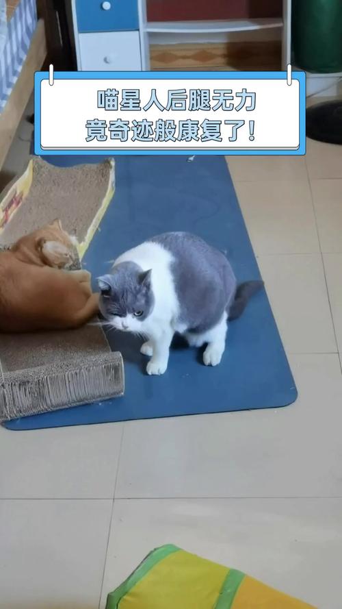 猫咪后腿无力走路不稳,猫咪后腿无力走路不稳缺维生素b1?-第2张图片-后鲨宠物 猫咪后腿无力走路不稳,猫咪后腿无力走路不稳缺维生素b1?-第2张图片-后鲨宠物