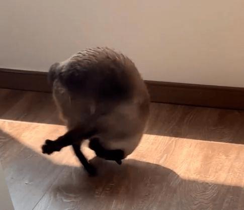 猫咪后腿无力走路不稳,猫咪后腿无力走路不稳缺维生素b1?-第3张图片-后鲨宠物 猫咪后腿无力走路不稳,猫咪后腿无力走路不稳缺维生素b1?-第3张图片-后鲨宠物