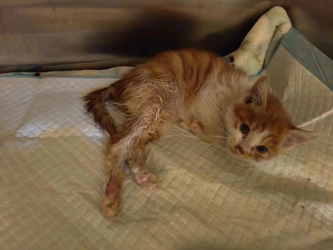 猫咪后腿无力走路不稳,猫咪后腿无力走路不稳缺维生素b1?-第4张图片-后鲨宠物 猫咪后腿无力走路不稳,猫咪后腿无力走路不稳缺维生素b1?-第4张图片-后鲨宠物